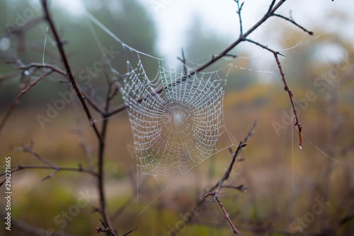 closeup spider web in a water drops on the bush branch, wet quiet autumn outdoor background