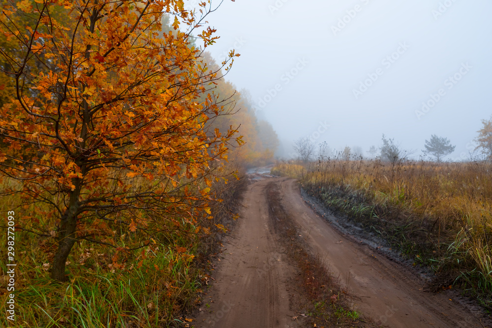 ground road over the side of forest in a mist