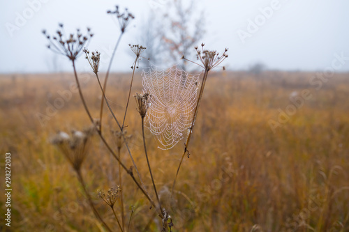 closeup spider web in a water drops on the bush branch, wet quiet autumn outdoor background