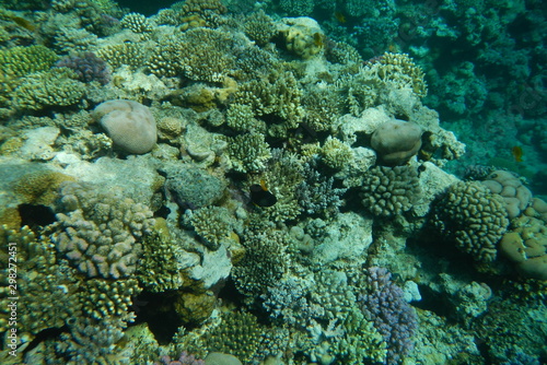 Red Sea underwater landscape with fishes and corals. Natural background