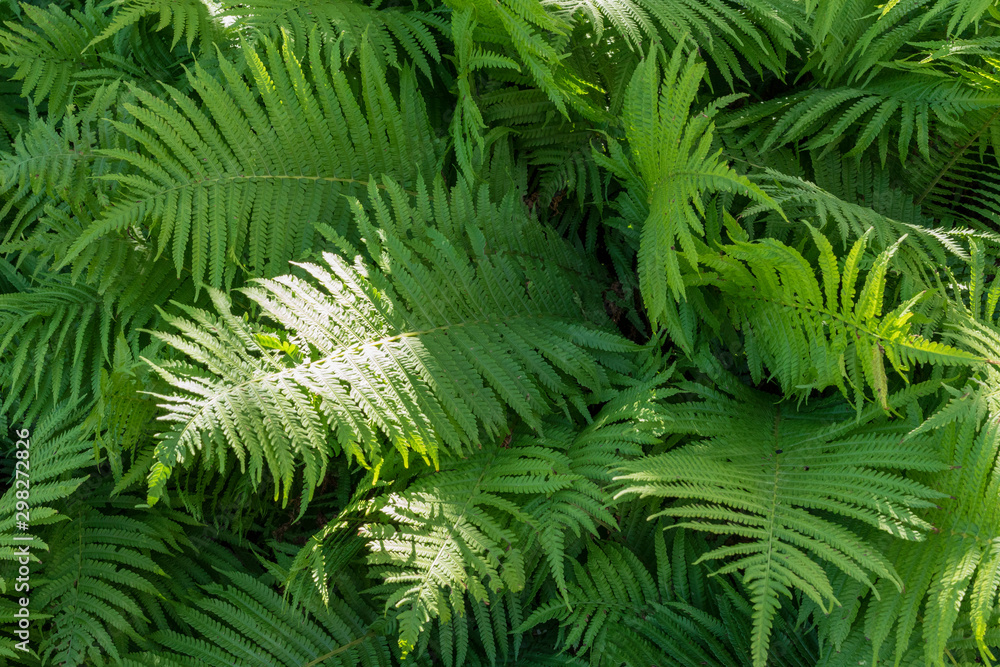 A fern plant in the forest illuminated with sun rays. A fern plant in the forest illuminated with sun rays.