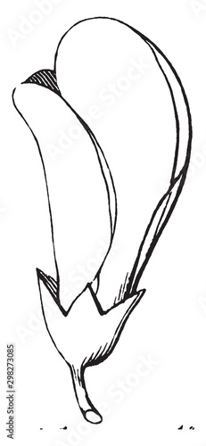 Pea vintage illustration.