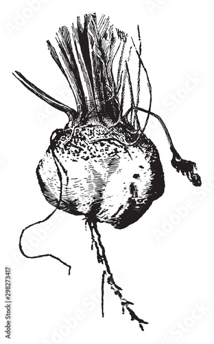 Turnip vintage illustration.