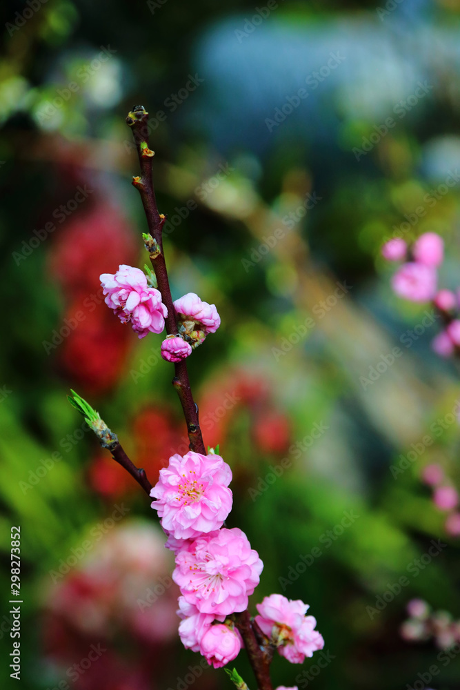 Fototapeta premium Pink Cherry Blossom