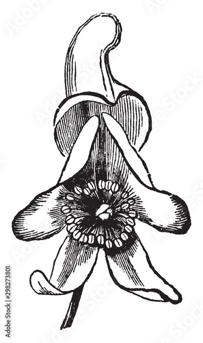 Monkshood vintage illustration.