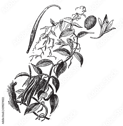 Vanilla Plant vintage illustration.