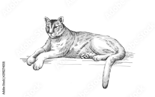 Reclining cougar. Lying American mountain lion, red tiger, panther animal. Puma predator in zoo, vector illustration, hand drawn sketch art.