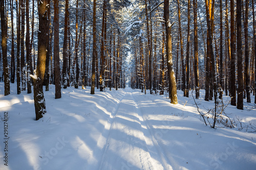 bright winter day scene, road in winter snowbound pine forest