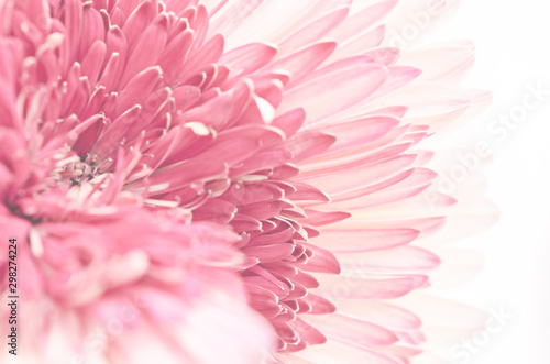 Defocused delicate pink Chrysanthemums petals.