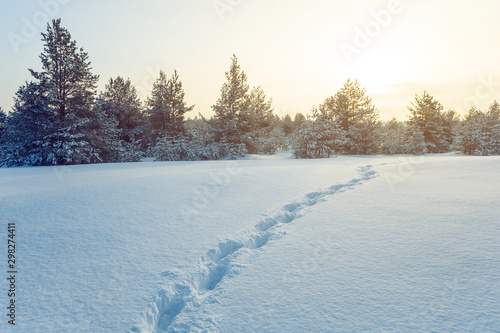 winter snowbound plain with human trace near a pine forest at the sunset, winter evening background © Yuriy Kulik