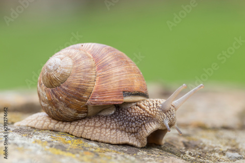 Burgundy snails (Helix pomatia) closeup, with homogeneous blurred green background. Burgundy or Edible Snail (Helix pomatia) is common big european land snail. Helix pomatia - edible snail, macro.
