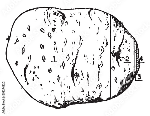 Potato vintage illustration.