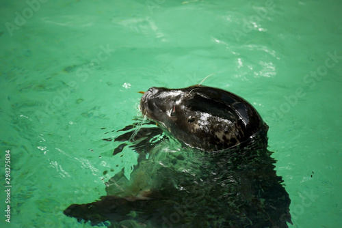 Fur seal in the water. The concept of animal welfare and species conservation.