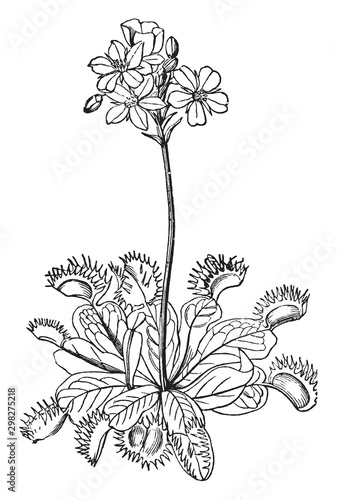 Venus' Fly-trap vintage illustration.