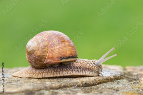 Burgundy snails (Helix pomatia) closeup, with homogeneous blurred green background. Burgundy or Edible Snail (Helix pomatia) is common big european land snail. Helix pomatia - edible snail, macro. © ihorhvozdetskiy