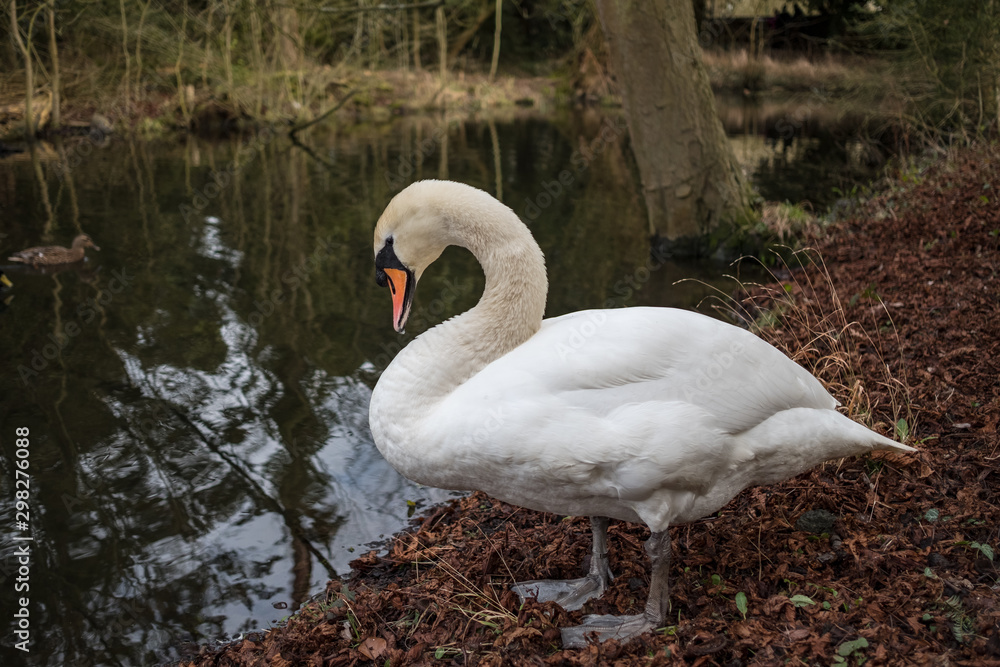 Obraz premium Adult Swan seeing standing on a riverbanks at an English inland lake and waterway. The bird is seen ringed and is one of a breeding pair. A duck can be seen on the left, coming into view