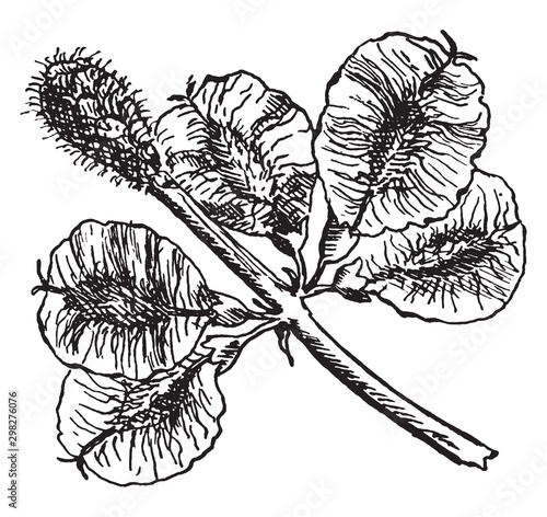 Slippery Elm Fruit vintage illustration.