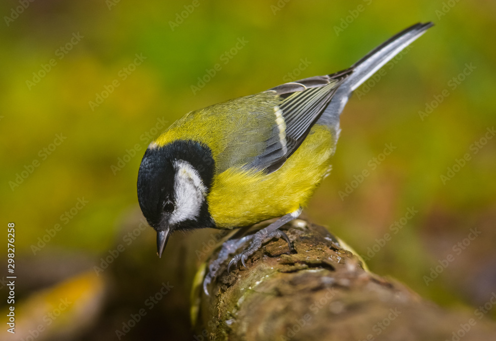 Fototapeta premium Big tit