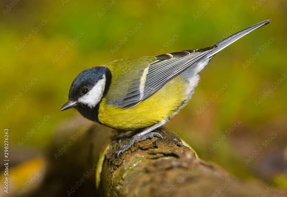 Naklejka premium Big tit