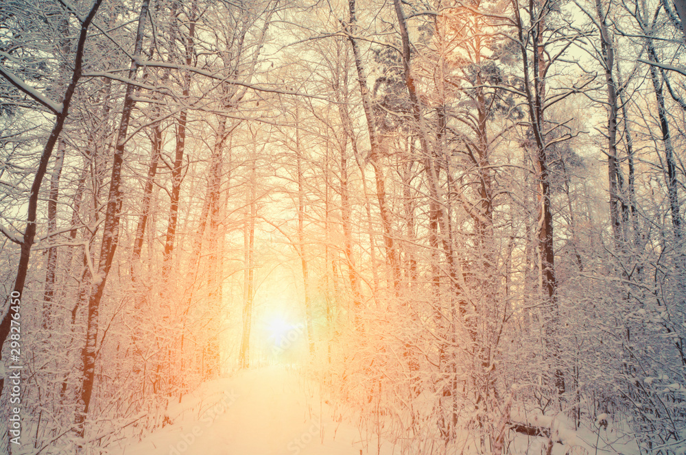 Background of snow-covered trees. Beautiful landscape trees and branches in winter frost at dawn. Shining cold in the winter Park. Christmas background