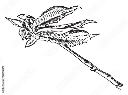 White Elm Leaves vintage illustration.