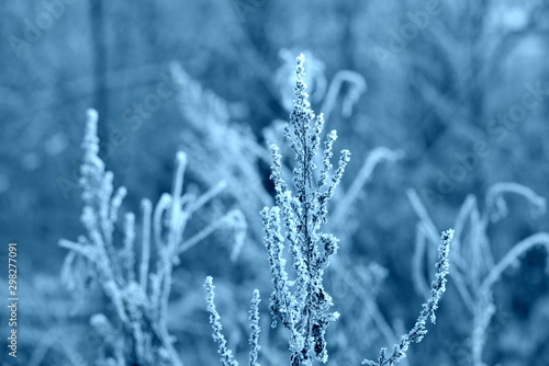 Dry grass under the snow in the winter forest close up. Natural background blue color toned  © Talulla