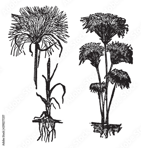 Papyrus, stem, leaves, hairy vintage illustration.