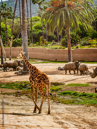 Photography A giraffe walking away.