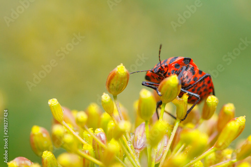 Strojnica baldaszkówka (Graphosoma lineatum) photo