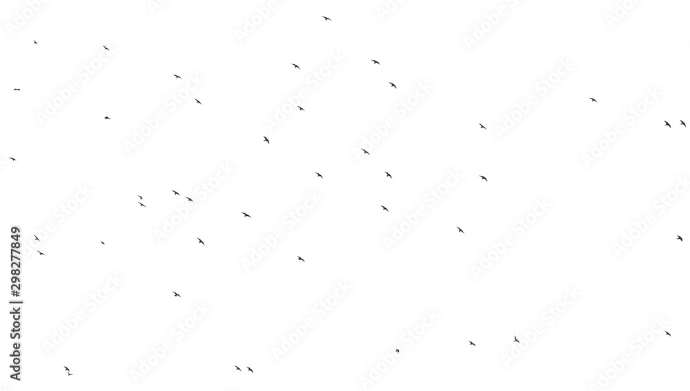 Flock of birds isolated on white background Flock of birds isolated on white background