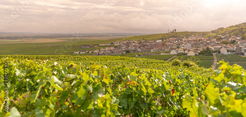 Scenic landscape in the Champagne  Vineyards in france