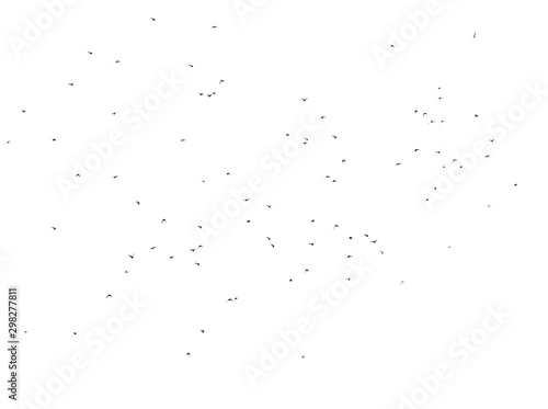 Flock of birds isolated on white background