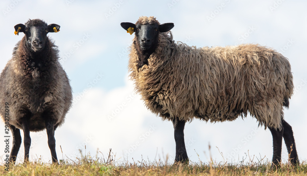 Sheep graze in the meadow Sheep graze in the meadow