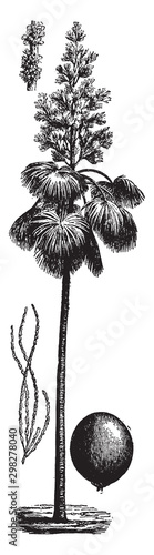 Ceylon Palm vintage illustration.