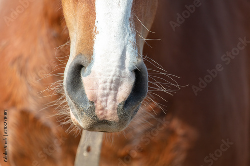 The nose of the horse