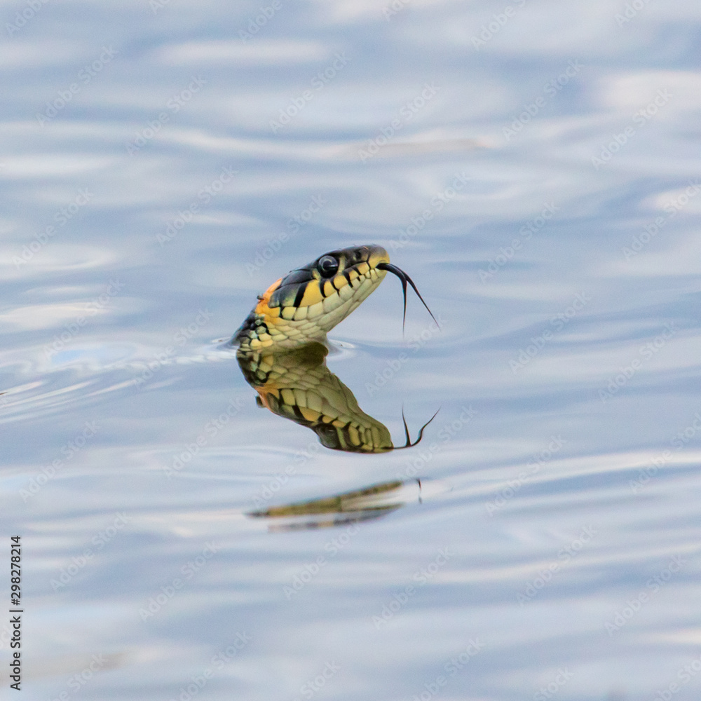 A snake swims in the expanse of water