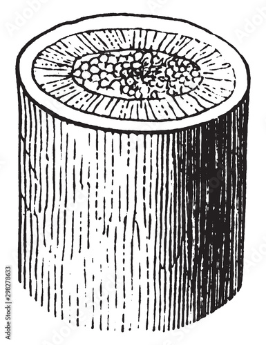 Woody Stem vintage illustration.
