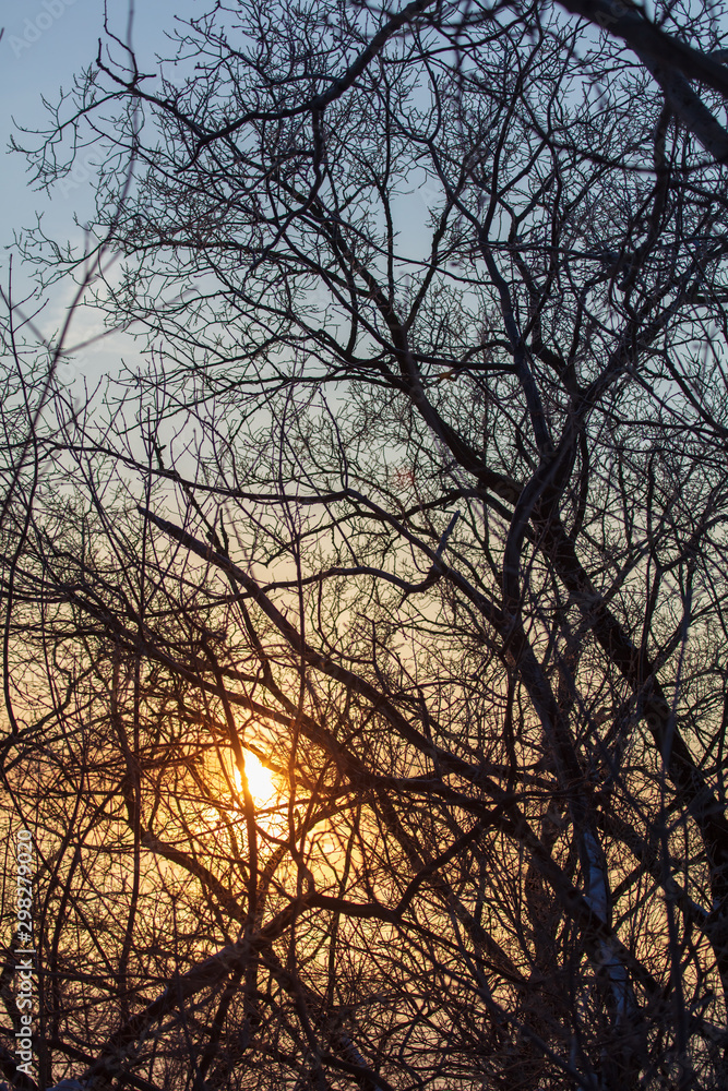 Leafless tree branches at dawn of the sun