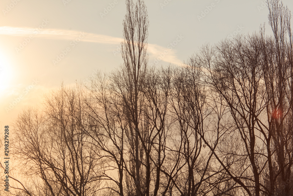 Obraz premium Leafless tree branches at dawn of the sun