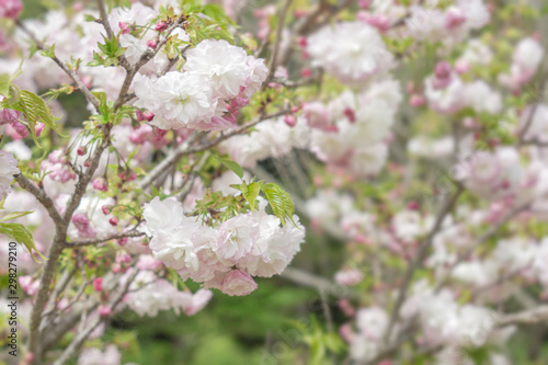 咲き誇る八重桜 © hoom1346