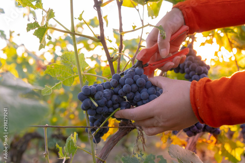 picking red wine grapes on vine in vineyard in france