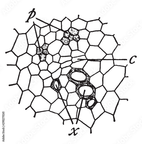 Vascular Bundle vintage illustration.