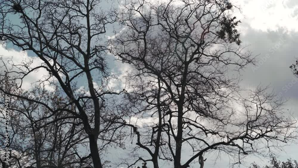 Scary atmosphere in the park, grey cloudly sky and bare tree branches waving in strong wind. Autumn sadness and depression, mystical processes in nature. Dramatic time lapse of bare dry trees on Scary atmosphere in the park, grey cloudly sky and bare tree branches waving in strong wind. Autumn sadness and depression, mystical processes in nature. Dramatic time lapse of bare dry trees on