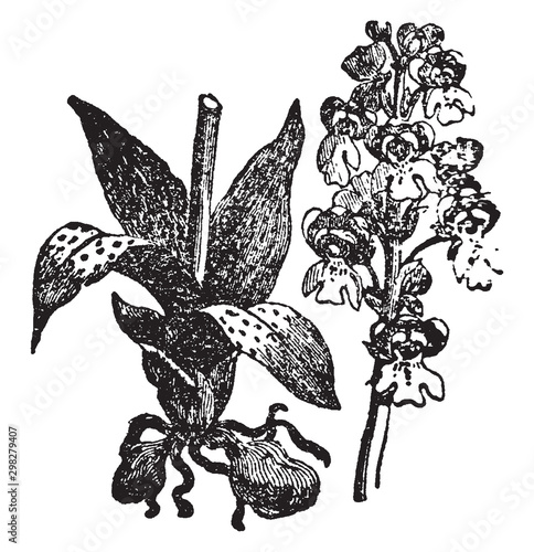 Orchids vintage illustration.