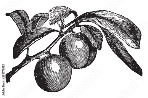 Plum vintage illustration.