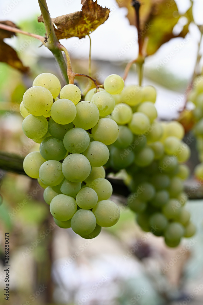 White grapes on a plant. White grapes on a plant.
