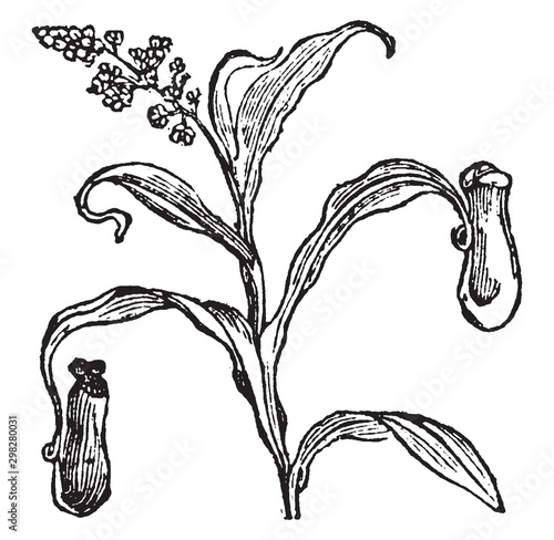 Pitcher plant vintage illustration.