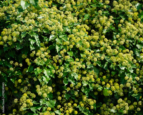 Lot of small green flowers of English ivy (Hedera helix, European ivy), climbing the Caucasus mountains on the Black Sea coast. Blooms in autumn in Olginka. Selective focus