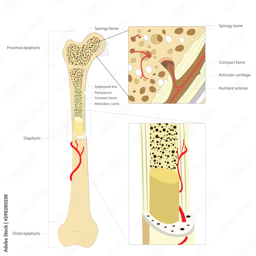 Bone structure medical educational science vector illustration.Bone ...