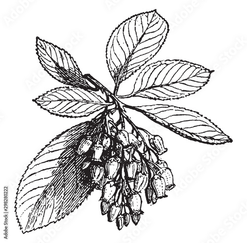 Canvas Print Strawberry Tree vintage illustration.